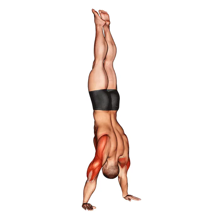 handstand push-up gif 720